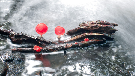 Mushroom orange fungi cup on decay wood in the rain forest, Champagne mushroom is a beautiful nature.の写真素材
