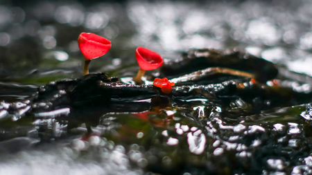 Mushroom orange fungi cup on decay wood in the rain forest, Champagne mushroom is a beautiful nature.の写真素材
