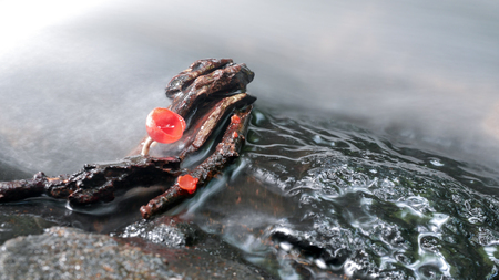 Mushroom orange fungi cup on decay wood in the rain forest, Champagne mushroom is a beautiful nature.の写真素材