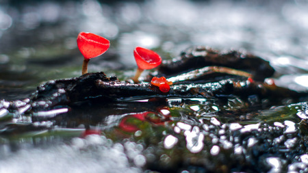 Mushroom orange fungi cup on decay wood in the rain forest, Champagne mushroom is a beautiful nature.の写真素材