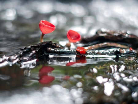 Mushroom orange fungi cup on decay wood in the rain forest, Champagne mushroom is a beautiful nature.の写真素材