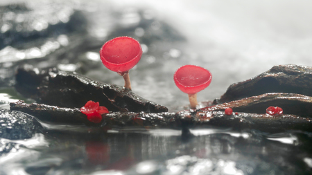 Mushroom orange fungi cup on decay wood in the rain forest, Champagne mushroom is a beautiful nature.の写真素材