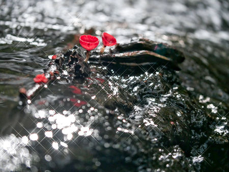 Mushroom orange fungi cup on decay wood in the rain forest, Champagne mushroom is a beautiful nature.の写真素材