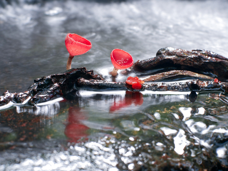 Mushroom orange fungi cup on decay wood in the rain forest, Champagne mushroom is a beautiful nature.の写真素材
