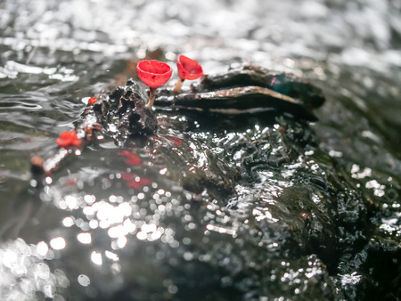 Mushroom orange fungi cup on decay wood in the rain forest, Champagne mushroom is a beautiful nature.の写真素材