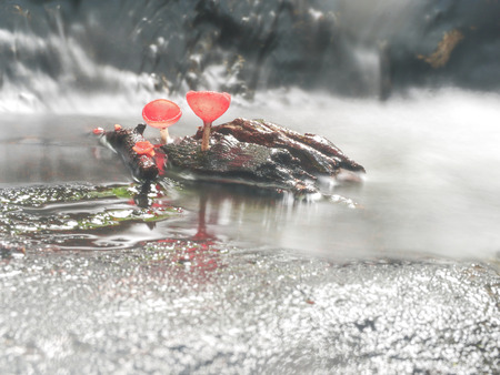 Mushroom orange fungi cup on decay wood in the rain forest, Champagne mushroom is a beautiful nature.の写真素材