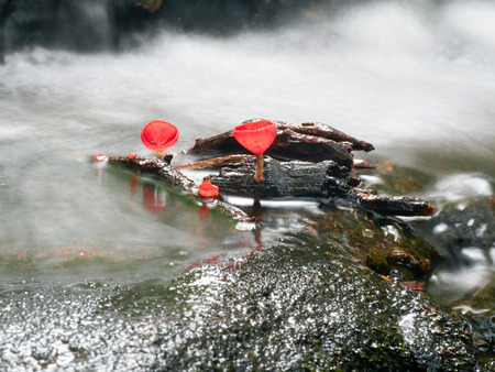 Mushroom orange fungi cup on decay wood in the rain forest, Champagne mushroom is a beautiful nature.の写真素材