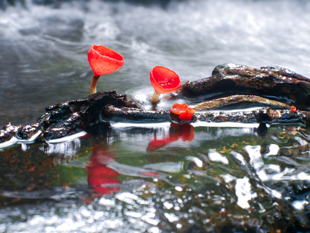 Mushroom orange fungi cup on decay wood in the rain forest, Champagne mushroom is a beautiful nature.の写真素材