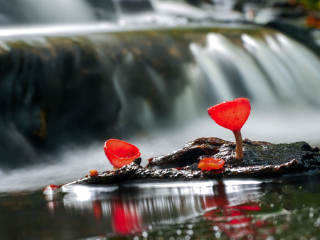 Mushroom orange fungi cup on decay wood in the rain forest, Champagne mushroom is a beautiful nature.の写真素材