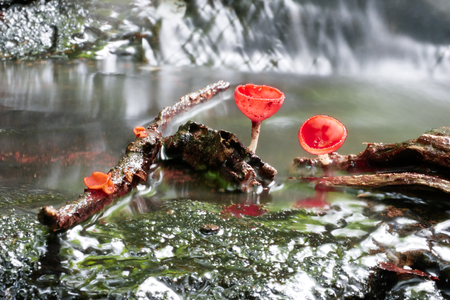Mushroom orange fungi cup on decay wood in the rain forest, Champagne mushroom is a beautiful nature.の写真素材