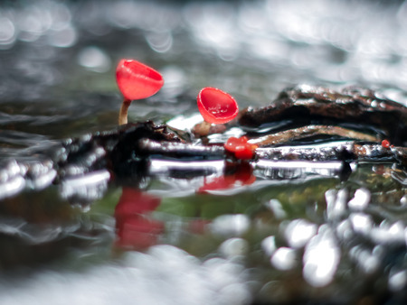 Mushroom orange fungi cup on decay wood in the rain forest, Champagne mushroom is a beautiful nature.の写真素材