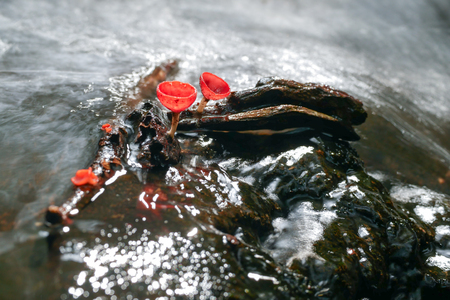 Mushroom orange fungi cup on decay wood in the rain forest, Champagne mushroom is a beautiful nature.の写真素材