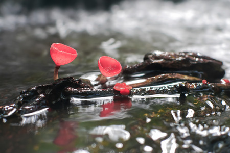 Mushroom orange fungi cup on decay wood in the rain forest, Champagne mushroom is a beautiful nature.の写真素材