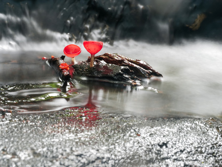 Mushroom orange fungi cup on decay wood in the rain forest, Champagne mushroom is a beautiful nature.の写真素材