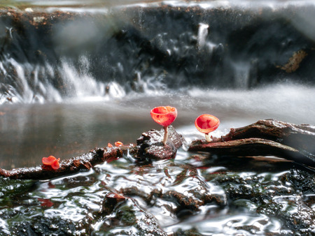 Mushroom orange fungi cup on decay wood in the rain forest, Champagne mushroom is a beautiful nature.の写真素材