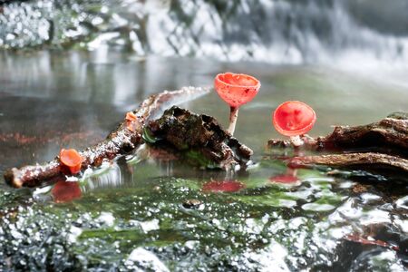 Mushroom orange fungi cup on decay wood in the rain forest, Champagne mushroom is a beautiful nature.の写真素材
