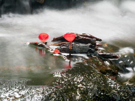 Mushroom orange fungi cup on decay wood in the rain forest, Champagne mushroom is a beautiful nature.の写真素材