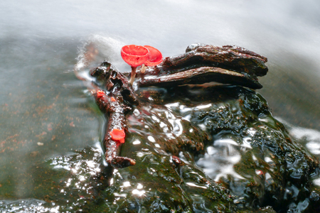 Mushroom orange fungi cup on decay wood in the rain forest, Champagne mushroom is a beautiful nature.の写真素材
