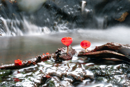 Mushroom orange fungi cup on decay wood in the rain forest, Champagne mushroom is a beautiful nature.の写真素材