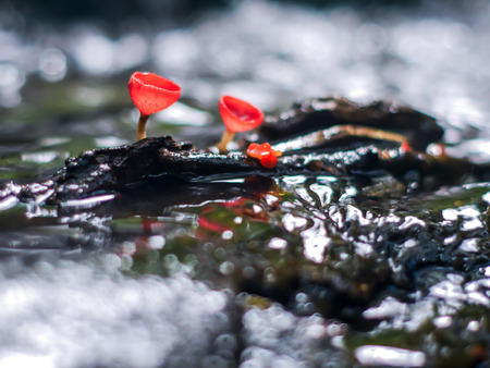 Mushroom orange fungi cup on decay wood in the rain forest, Champagne mushroom is a beautiful nature.の写真素材