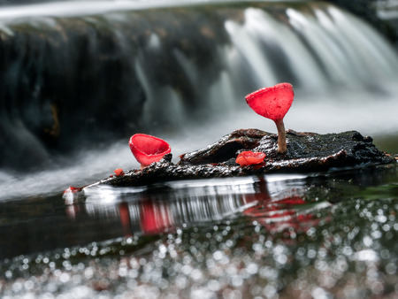 Mushroom orange fungi cup on decay wood in the rain forest, Champagne mushroom is a beautiful nature.の写真素材