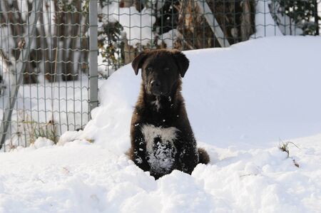 Cane nella neveの写真素材
