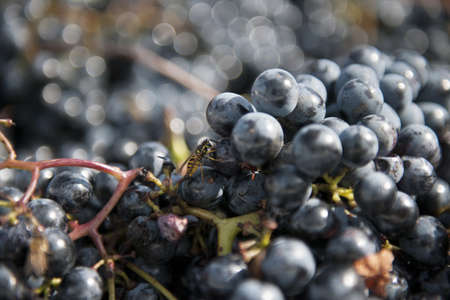 The Autumn period of the grape harvest and of the Wine offer unforgettable scenes. Places of grape harvest and wine processingの写真素材