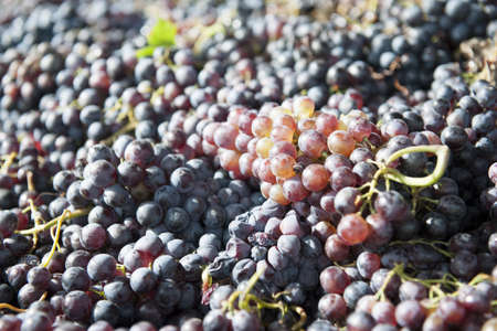 The Autumn period of the grape harvest and of the Wine offer unforgettable scenes. Places of grape harvest and wine processingの写真素材