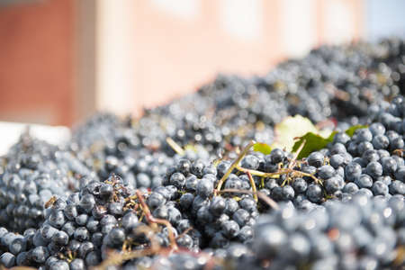 The Autumn period of the grape harvest and of the Wine offer unforgettable scenes. Places of grape...