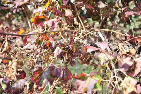 The Autumn period of the grape harvest and of the Wine offer unforgettable scenes. Places of grape harvest and wine processingの写真素材