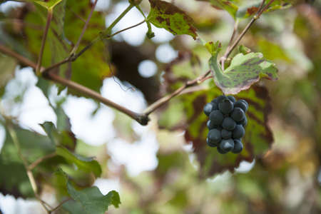 The Autumn period of the grape harvest and of the Wine offer unforgettable scenes. Places of grape harvest and wine processingの写真素材