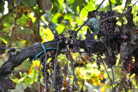 The Autumn period of the grape harvest and of the Wine offer unforgettable scenes. Places of grape harvest and wine processingの写真素材
