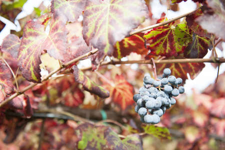 The Autumn period of the grape harvest and of the Wine offer unforgettable scenes. Places of grape harvest and wine processingの写真素材