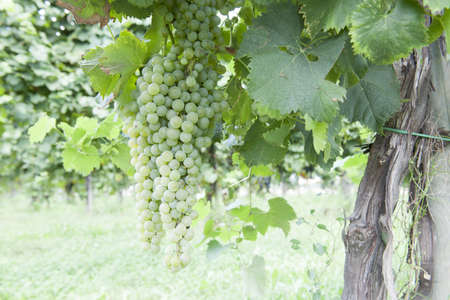 The Autumn period of the grape harvest and of the Wine offer unforgettable scenes. Places of grape harvest and wine processingの写真素材