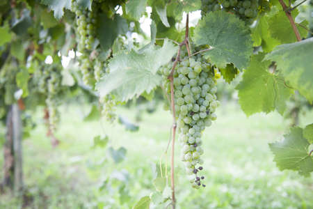 The Autumn period of the grape harvest and of the Wine offer unforgettable scenes. Places of grape harvest and wine processingの写真素材