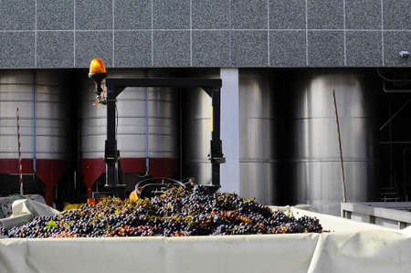The Autumn period of the grape harvest and of the Wine offer unforgettable scenes. Places of grape harvest and wine processingの写真素材