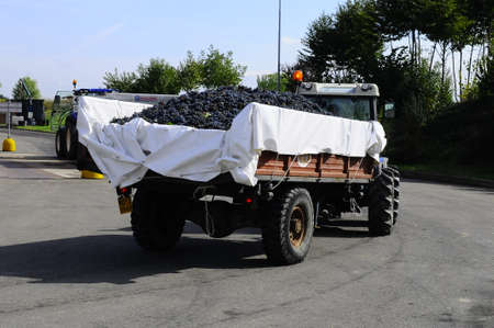 The Autumn period of the grape harvest and of the Wine offer unforgettable scenes. Places of grape harvest and wine processingの写真素材