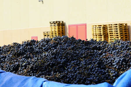 The Autumn period of the grape harvest and of the Wine offer unforgettable scenes. Places of grape harvest and wine processingの写真素材