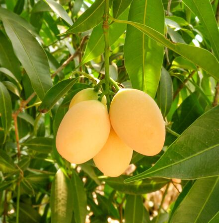 Mayongchid,Maprang ,Marian Plum and Plum Mango thailand