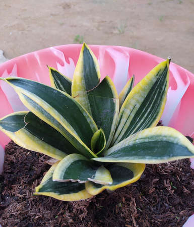 ornamental plants that are viral and much sought after for cultivation, memunyawatna which is very...