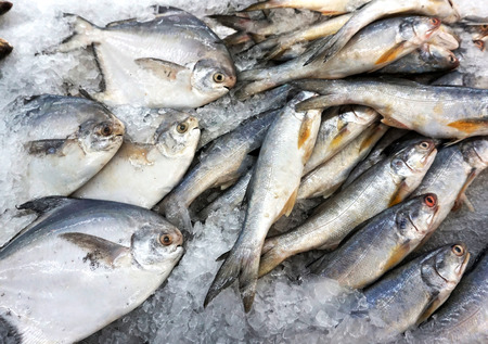 Fish on ice at fish market. Freezing and raw food. Seafood selling.