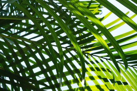 palm leaves backgroundの写真素材
