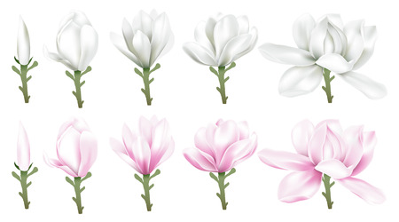 Time lapse of white and pink magnolia blossom blooming set, vector illustration.のイラスト素材