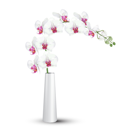 A branch of tropical orchid flower known as moth orchid or white phalaenopsis orchid blossom with pink middle in ceramic vase on white background. Vector realistic illustrator.のイラスト素材