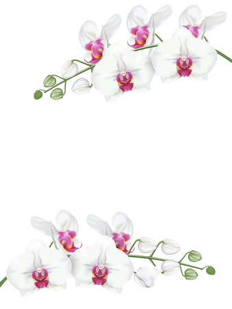 Branches of tropical orchid flower known as moth orchid or white phalaenopsis orchid blossom with pink middle on white background. Vector realistic illustrator.のイラスト素材