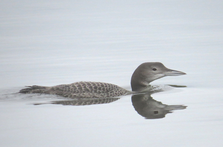 Common Loon in Autumn plumage reflecting on Minnesota lake.の写真素材
