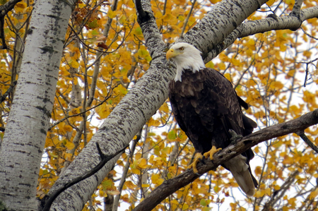 Bald eagle profile view in golden Birch tree in Autumnの写真素材
