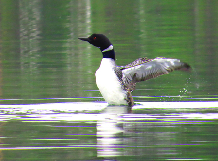 Common loon doing penguin dance on a lake in Nevis, Minnesotaの写真素材