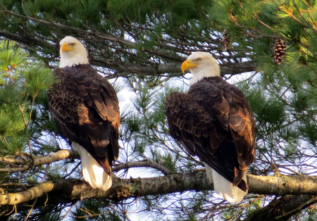 Pair of Bald Eagles in pine tree near their nest.