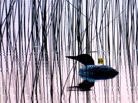 Common Loon swimming in reeds with yellow lily pad flowerの写真素材